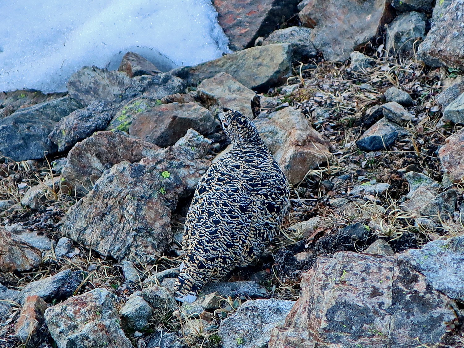 Female Grouse Lek in the inner valley Chihuahua Gulch